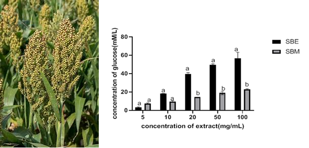Hypoglycaemia and Antioxidants Potential of Sorghum Bicolor Seeds 
