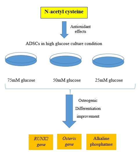 Antioxidant Effect of N-acetyl Cysteine on the Differentiation Improvement of Human Adipose-Derived Stem Cells in a High-Glucose culture 