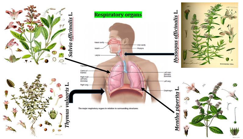 Evaluation of Thymus Vulgaris, Salvia Officinalis, Mentha ‎Piperita and Hyssopus Officinalis Plants with Benefits on the ‎Respiratory Organs 