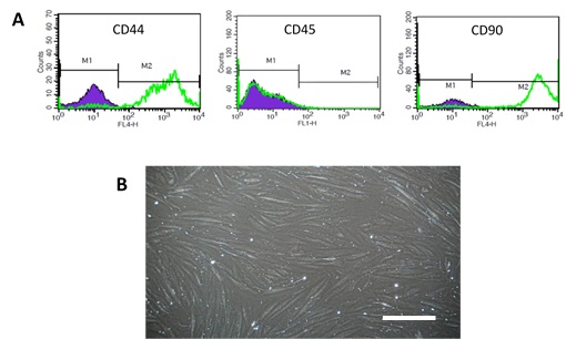 The Effect of Low-Level Laser Therapy on Differentiation Ability of Human Adipocyte-Derived Stem Cells to Keratinocytes 