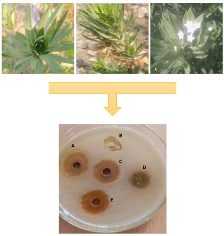 Evaluation of Antimicrobial Activity of Rhazya Stricta (Apocynaceae) Extract Prepared with Different Solvents on Staphylococcus Aureus (Staphylococcaceae) Isolated from Humans 