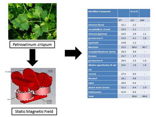 Change of Essential Oil Composition of Parsley in Exposure to Static Magnetic Field 