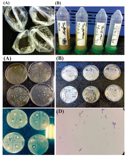 Antibacterial activity of metabolites isolated from Streptomyces SSp. On Soil Sample of West Azerbaijan, Iran 
