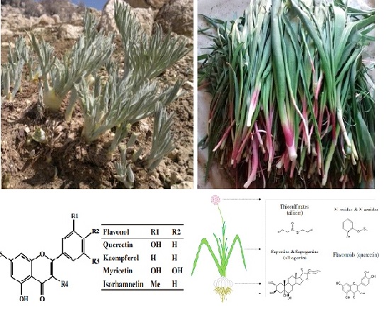 Composition of essential oil of Dorema aucheri Boiss. and Allium Jesdianum Boiss. medicinal plants 