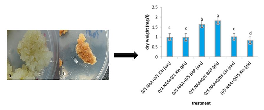 The effects of chitosan nanoparticles on genes expression of artemisinin synthase in suspension culture of Artemisia annua L: A comparative study 