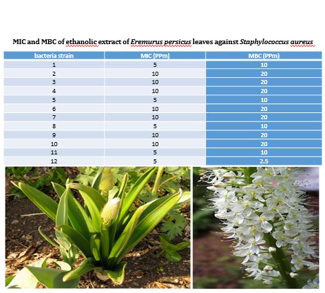 Antimicrobial Effects of Ethanol Extract of Eremurus persicus Leaves on Staphylococcus Aureus under Laboratory Conditions 