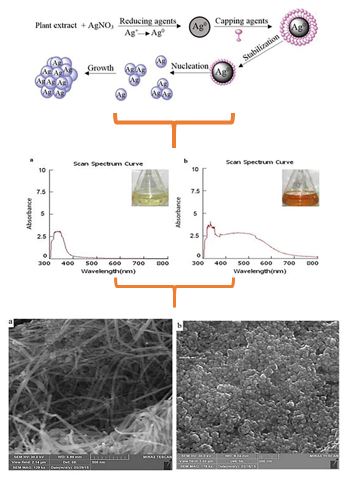 Phyto-Mediated silver nanoparticles via melissa officinalis aqueous and methanolic extracts: Synthesis, characterization and biological properties against infectious bacterial strains 