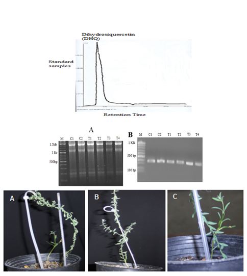 Evaluation of Flavonol Synthase (FLS) Gene Expression in Cressa cretica L. Using Plant Growth Regulators 