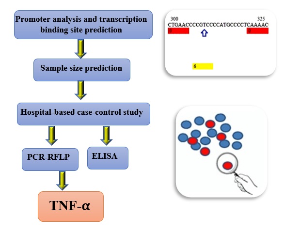 TNF-alpha 308G/A Polymorphism and Serum Level of TNF-α Associated with Covid-19 Severity 