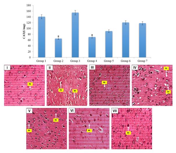 Psidium Guajava Leaves Ameliorates Mercuric Chloride Induced Neurodegeneration in the Cerebral Cortex of Adult Male Wistar Rats 