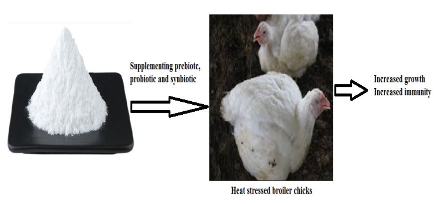 The Effects of Probiotic, Prebiotic and Synbiotic on Growth Performance and Immune Responses of Broiler Chicks Challenged with Heat Stress by Multiattribute Decision-Making Method 