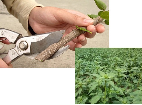 The Effect of Repeated Cutting and Sowing Date on Herbage and Seed Yield of Azivash (Corchorus olitorius L.), an Edible and Medicinal Plant, in the Gorgan 
