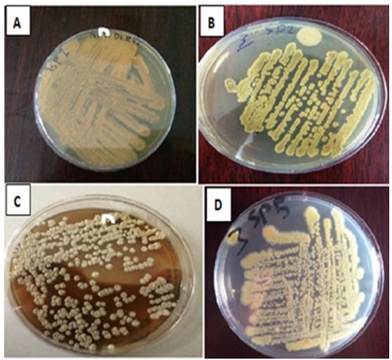 Screening of bacteria Streptomyces Waksman and Henrici 1943 (Streptomycetaceae) Isolates from Soil Samples in Iraq 