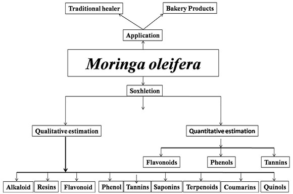 Moringa Leaves with Beneficial Secondary Metabolites 