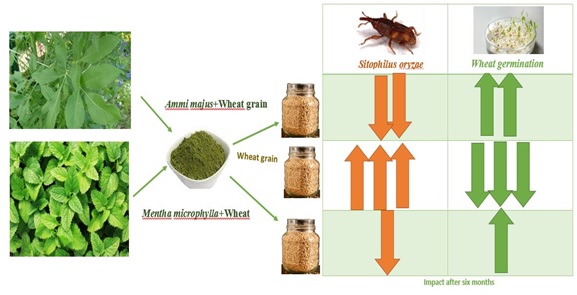 Efficacy of Ammi majus (Apiaceae) and Mentha microphylla (Labiatae) as Protectants of Wheat Grain Against Sitophilus oryzae L. (Coleoptera: Curculionidae) 