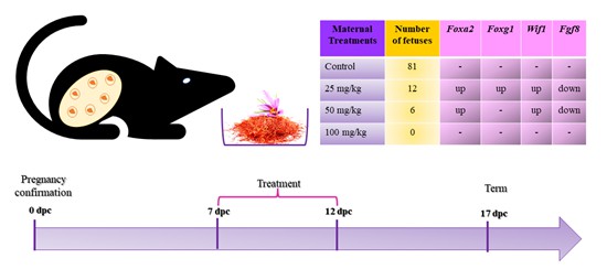 Alteration of Neurodevelopmental Gene Expression Following Prenatal Exposure to Aquatic Crocus Sativus L. Extract in Mice 