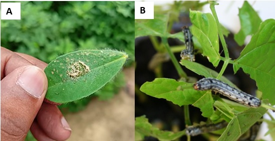 Resistance of Egyptian Field Populations of Spodoptera littoralis (Lepidoptera: Noctuidae) to Emamectin Benzoate and Role of Detoxification Enzymes 