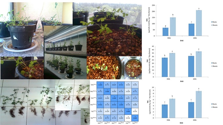 The Correlation of Some Secondary Metabolites of Alfalfa (Medicago sativa L.) with Plant Organ and Harvest Time 